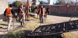 Secuestran cinco animales equinos en Santa Rosa