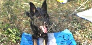 El can Athos y su guía representaron al país en Francia en una competencia mundial