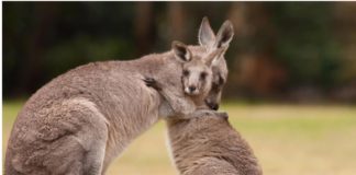 Qué especies en peligro de extinción son las más afectadas por los devastadores incendios que azotan Australia