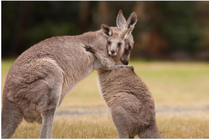 KOALA