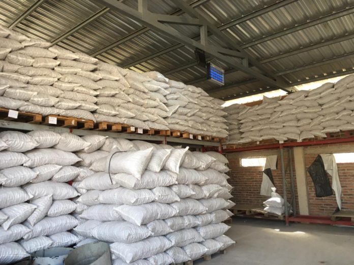 exportación nuez