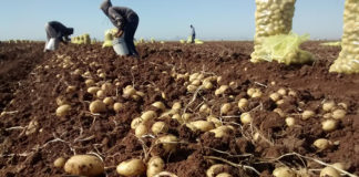 En Catamarca se necesitan unos 4000 trabajadores para la cosecha de papa y olivo
