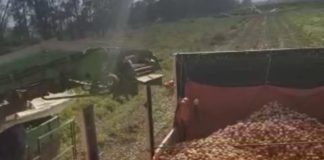 Plan Productivo: inició la cosecha de tomate en Valle Viejo