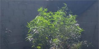Secuestran plantas de marihuana en el sector sur de la Capital
