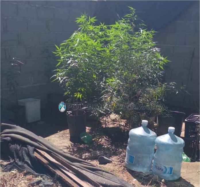 marihuana