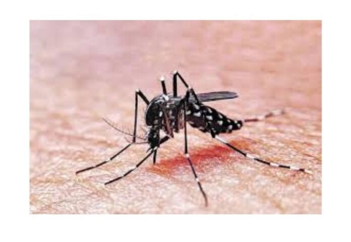 dengue