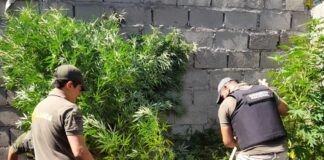 Detienen a un ciudadano y secuestran 35 plantas de marihuana tras un allanamiento