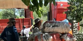 Comienza la cosecha de membrillo