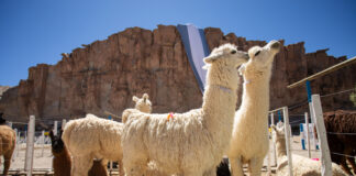 Feria de la Puna, Cabrito, Vendimia y Carnavales, en el tercer fin de semana de febrero