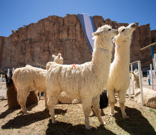 Feria de la Puna, Cabrito, Vendimia y Carnavales, en el tercer fin de semana de febrero