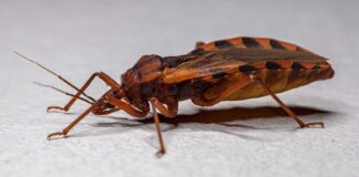 14 de Abril, Día Mundial de la Enfermedad de Chagas