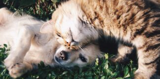 Mosquitos y animales: ¿los perros y los gatos son sensibles al dengue?