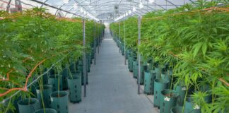 El Gobierno reglamentó la ley de cannabis medicinal y cáñamo industrial