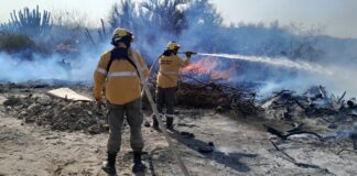 En cinco años se perdieron más de 92 mil hectáreas de bosque y áreas naturales a causa de los incendios