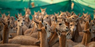El Chaku, una experiencia ancestral y sustentable que atrae al turismo