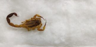 Zoonosis requiere de escorpiones para la producción de antídotos