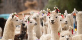 Feria de la Puna, trekking y trail running en la agenda del próximo fin de semana