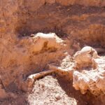 Hallazgo de restos de Mylodon en Aconquija, una huella del Pleistoceno en Catamarca