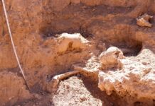 Hallazgo de restos de Mylodon en Aconquija, una huella del Pleistoceno en Catamarca