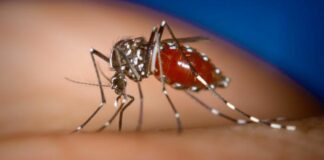 Vigilancia epidemiológica: Salud detecta el primer caso de chikungunya en Catamarca